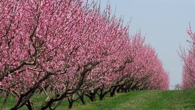 Персик: чем и когда опрыскивать весной, почему осыпаются листья, что делать, если сохнет, не растет, гниют плоды на дереве, выступает смола, фото