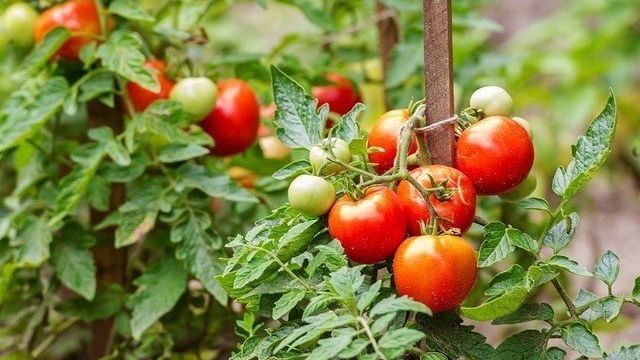 Фунгициды для томатов: как применять, какие лучше