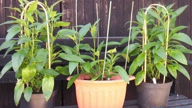 Пепино: выращивание в домашних условиях из семян, из черенков