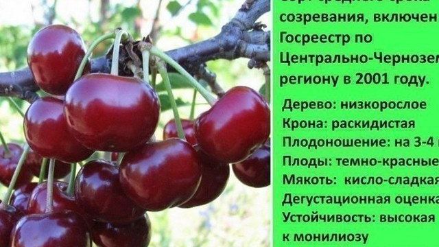 Сорта вишни для Подмосковья: устойчивые к коккомикозу и монилиозу, войлочная, самоплодная