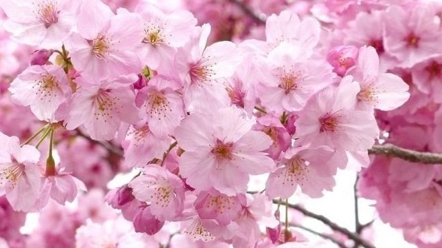 Сакура (19 фото): что это такое? Чем сакура отличается от вишни и яблони? Цветение дерева в Японии, плоды японской вишни мелкопильчатой