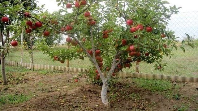 Как ухаживать за яблоней весной: правила и технология, видео и фото