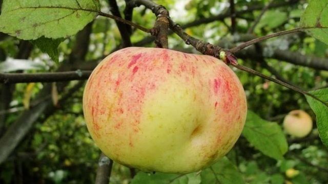 Яблоня коричное полосатое — описание сорта, выращивание и уход