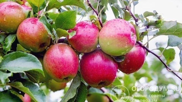Яблоня Лигол: описание сорта яблок, посадка