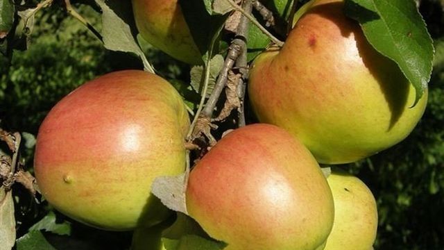 Описание сорта яблони Уэлси – урожайность, морозостойкость, фото, отзывы