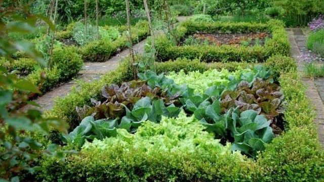 Декоративные клумбы: идеи посадки зелени в огороде