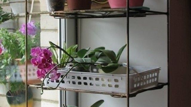 5 подставок для орхидей на подоконник