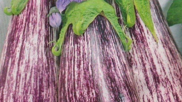 Баклажан Заморский полосатик: отзывы об урожайности, характеристика и описание сорта, фото