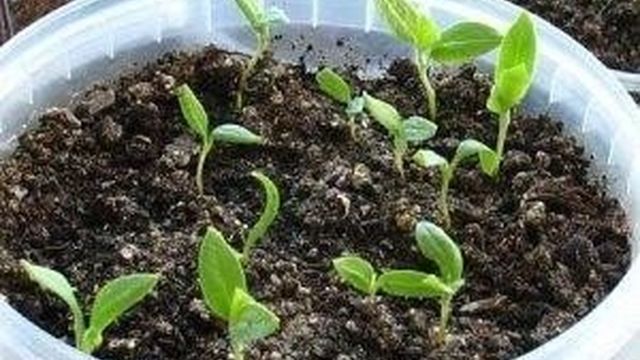 Посев семян перца и баклажан на рассаду: как и когда сажать, примерные сроки, подготовка семян и состав почвы, уход за побегами