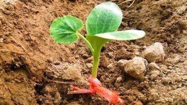 Как вырастить кабачки в открытом грунте из семян