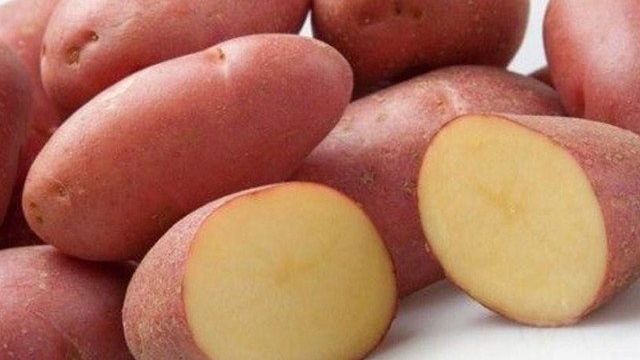 Сорт картофеля Ред Леди: характеристика, описание с фото, отзывы
