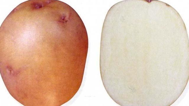Сорт картофеля Жуковский ранний: описание с характеристикой и отзывами
