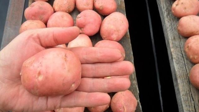 Сорт картошки Любава: описание и фото, отзывы садоводов