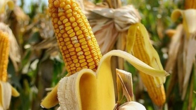 Кукуруза — семейства злаковых