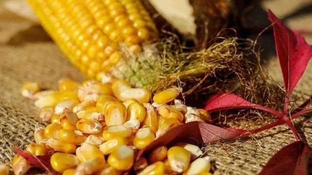 Лучшие предшественники для кукурузы