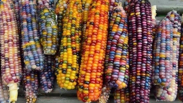 Цветная кукуруза: что это такое, кем и когда была выведена, какие существуют сорта этого радужного растения, а также где ее выращивают и как применяют