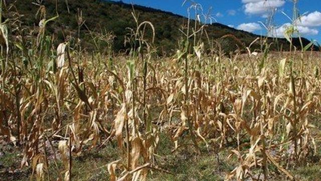Особенности посадки семян кукурузы в открытый грунт