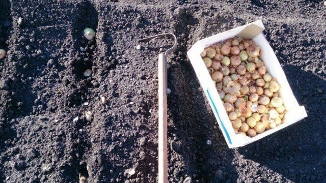 Как правильно посадить лук севок весной: когда садить в открытый грунт, как правильно высаживать в землю, правила ухода, на какую глубину лучше