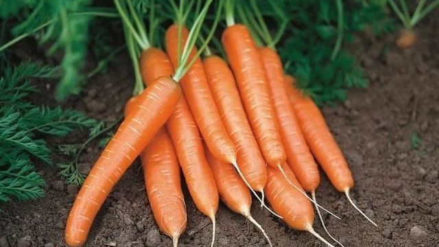 Что сажать после моркови на следующий год, благоприятные соседи