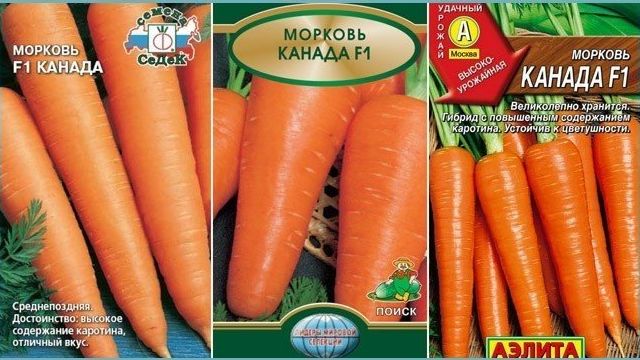 Морковь канада F1: описание и характеристика сорта, фото
