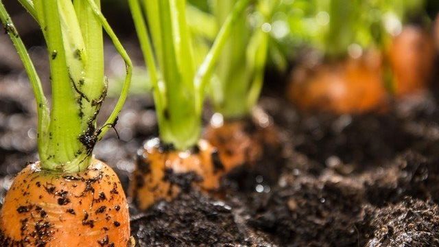 Как быстро прорастить семена моркови перед посадкой: за сколько времени проводить процедуру, как правильно и какие есть способы посева?