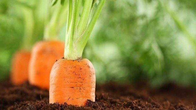 Посадка моркови осенью под зиму и защита посевов