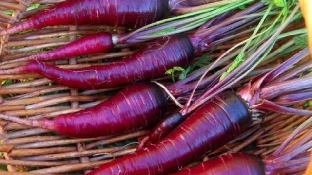 Фиолетовая морковь: что это такое, виды, чем отличается от других видов, семена