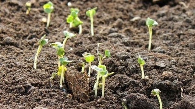 Как сажать редиску семенами: выбор посадочного материала, высадка и уход за первыми всходами