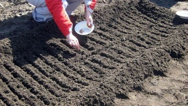Когда сажать редис, также в открытом грунте, на огороде, в какое время можно сеять семена в средней полосе, в Подмосковье, на Урале и сроки в Ленинградской области