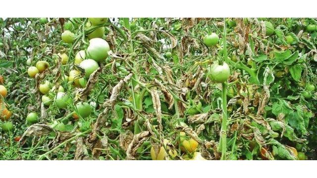 Как вылечить фитофтороз у помидор