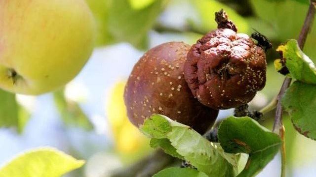 Почему яблоки гниют на деревьях и что нужно делать чтобы не гнили