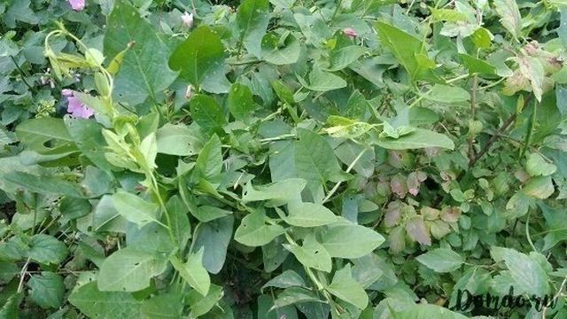 Как бороться с вьюном на огороде: меры борьбы на картофельном поле