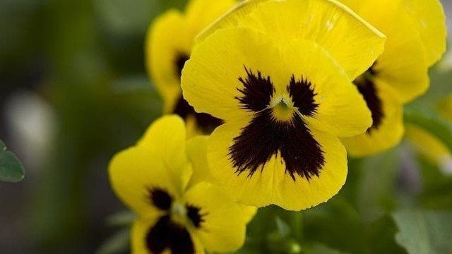 Анютины глазки сорта: описание, как выглядит растение, небольшие, яркие, многолетние, похожие желтые цветы