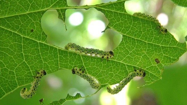 Листья крыжовника: кто съедает, чем обработать, как избавиться от зеленых гусениц, народные средства