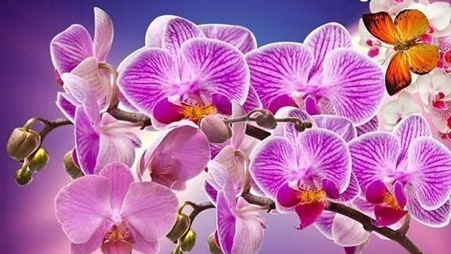 Полив орхидей чесночной водой