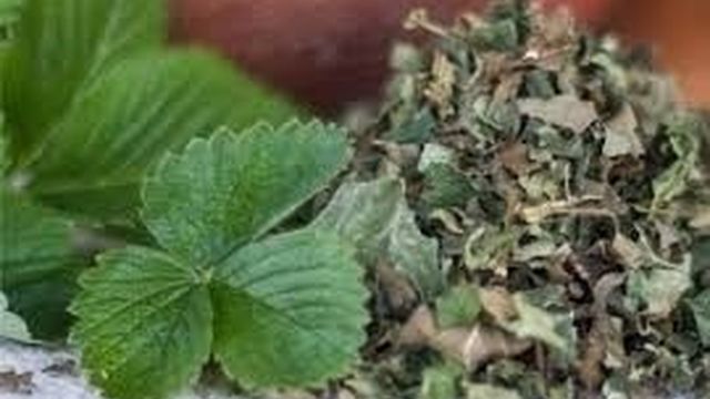 Листья земляники: полезные, лечебные свойства, применение, рецепты