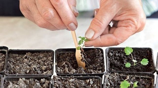 Выращиваем клубнику из семян: как подготовить почву, какие сорта выбрать