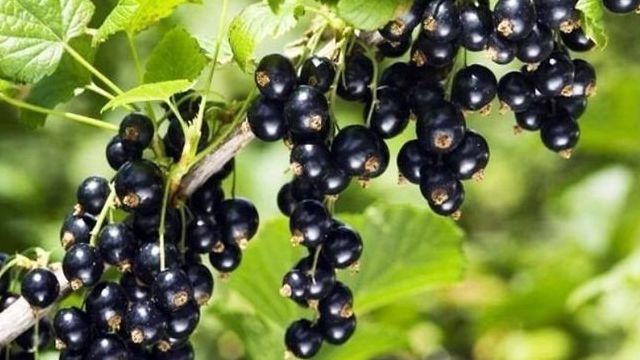 Черная смородина – описание, когда созревают ягоды, популярные сорта, как сажать