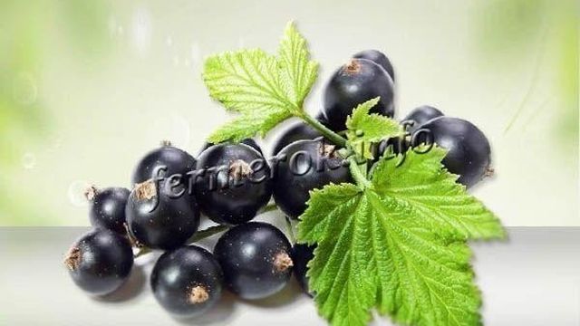 Чёрная смородина Пигмей: секреты выращивания сладчайшей ягоды