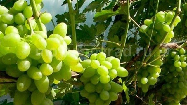 Виноград «Тукай»: описание сорта, фото, отзывы