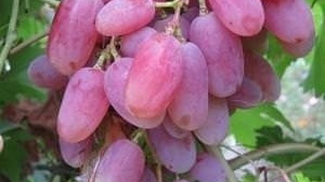 Сорт винограда Виктор: характеристика особенностей, описание достоинств и недостатков этого вида