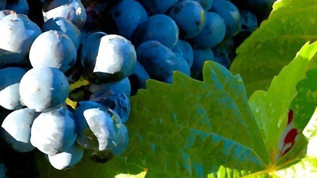 Виноград прима: описание сорта