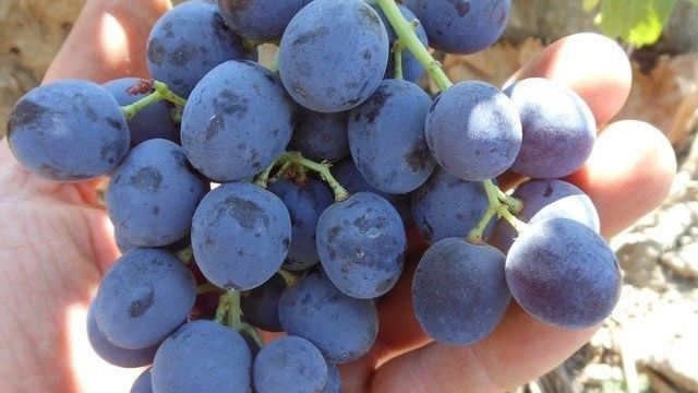 Выращивание винограда кишмиш