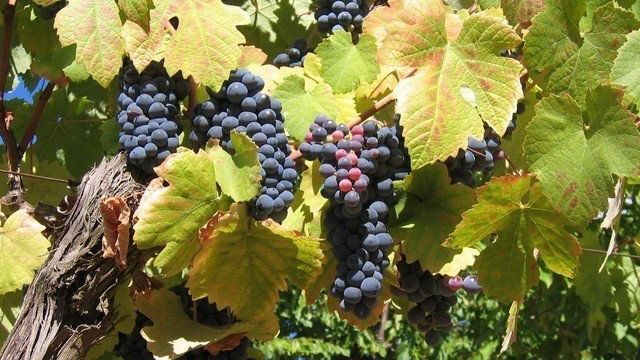 Виноград на даче: видео-инструкция по выращиванию своими руками, какой посадить, фото