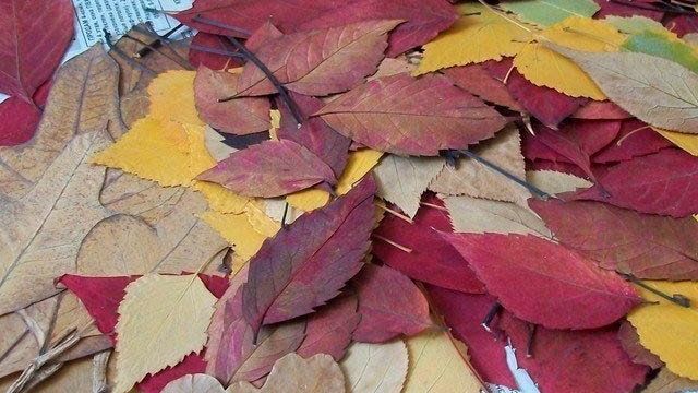 Как засушить листья для поделок быстро и правильно: для гербария, поделок в школу, осенние листья деревьев для панно, аппликаций, сохранить чтобы не ломались
