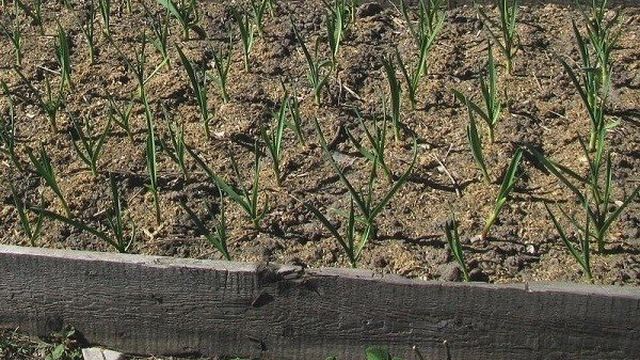 Технология выращивания чеснока озимого и уход за ним с видео
